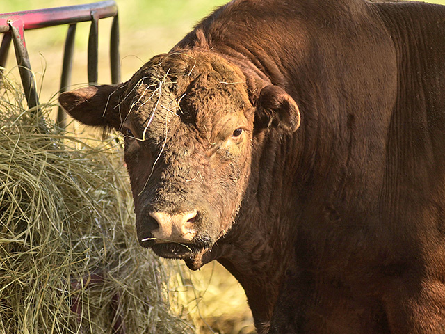 North Dakota State University recommends all bulls have an annual breeding soundness exam in late March or early April. (DTN/The Progressive Farmer file photo by Jim Patrico) 